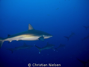 Galapagos and silvertip sharks at Roca Partida. by Christian Nielsen 
